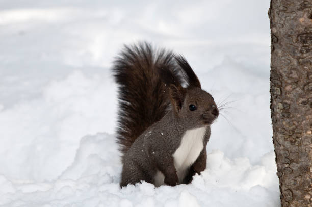 istock Cute wild small animal on the snow 899632548