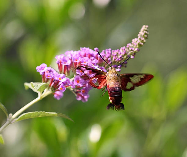 istock Hummingbird Moth at Butterfly Bush 89963351