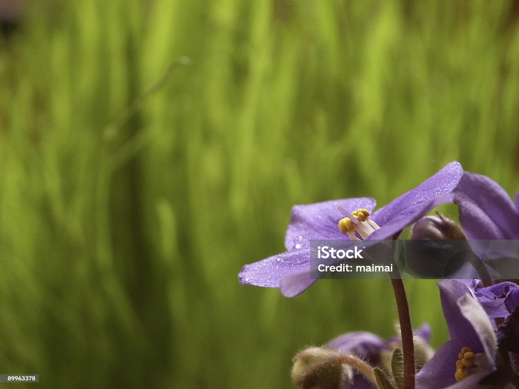 African Violet with grass background  Purple Stock Photo