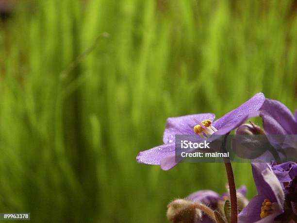 African Violet With Grass Background Stock Photo - Download Image Now - Purple, African Violet, Botany