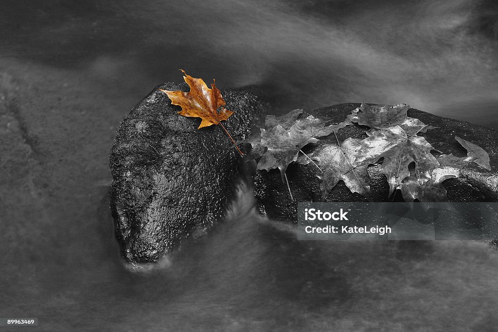 Foglia solo su rocce - Foto stock royalty-free di Acero