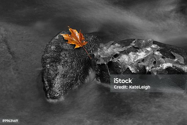 Foglia Solo Su Rocce - Fotografie stock e altre immagini di Acero - Acero, Acqua, Acqua fluente