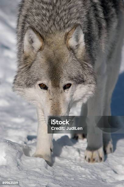 Wolf In Inverno - Fotografie stock e altre immagini di Ambientazione esterna - Ambientazione esterna, Animale, Animale selvatico