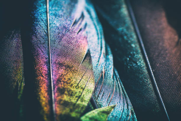 istock Extreme macro of several beautiful bird feather texture and reflection multi colors light 899635482