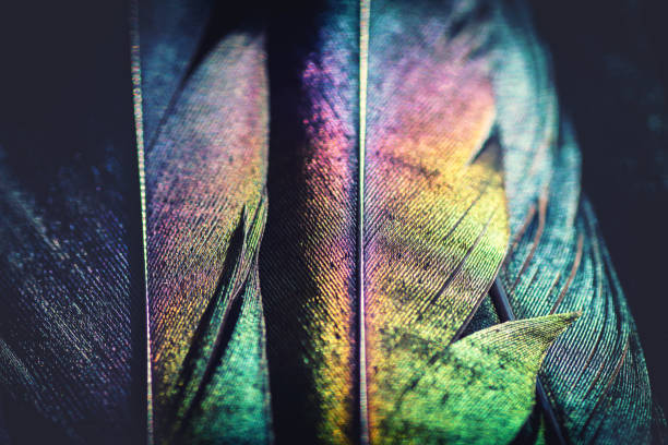 istock Extreme macro of several beautiful bird feather texture and reflection multi colors light 899635600