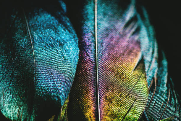 Extreme macro of several beautiful bird feather texture and reflection multi colors light
