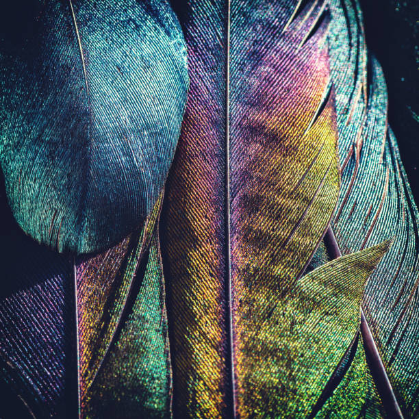 macrofotografía extrema de varias aves hermosa pluma textura y reflexión multi colores luz - arco iris fotos fotografías e imágenes de stock