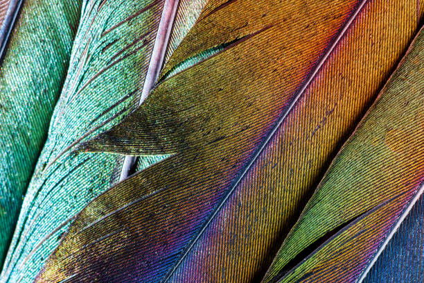 istock Extreme macro of several beautiful bird feather texture and reflection multi colors light 899635858