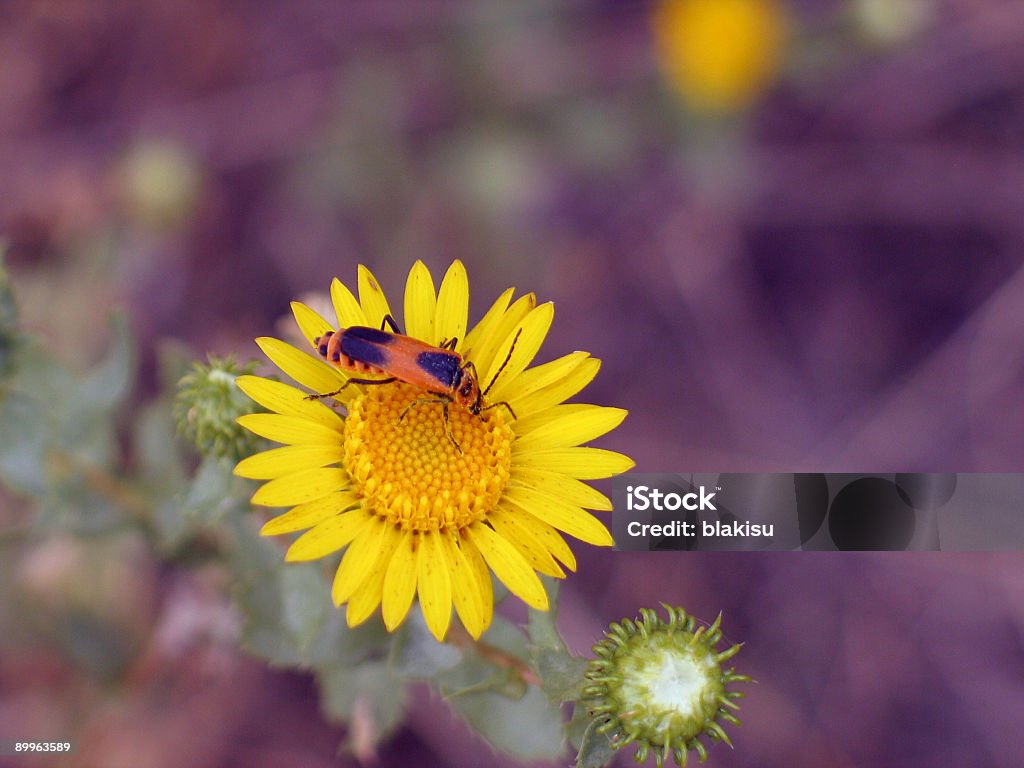 orange und gelbe Blumen bug - Lizenzfrei Bestäuber Stock-Foto
