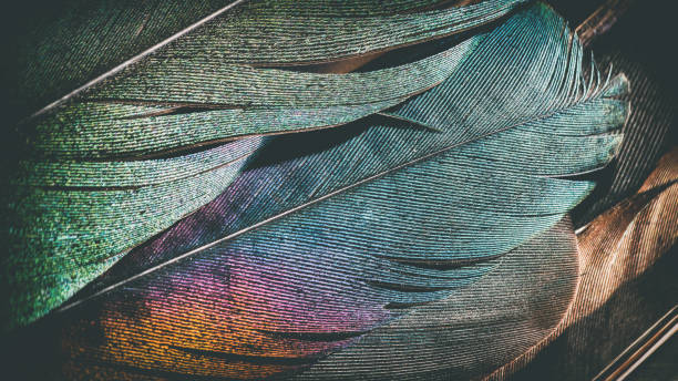 istock Extreme macro of several beautiful bird feather texture and reflection multi colors light 899636258