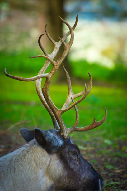 Elk sleeping on the grass
