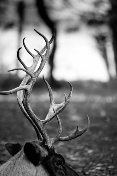 istock Close up of Reindeer head 899639562