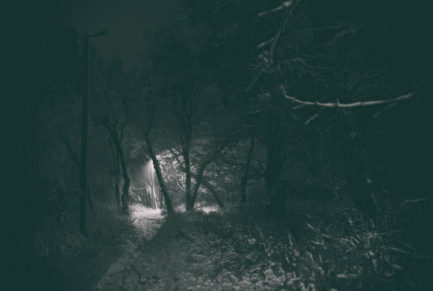 istock The dark lonely winter park with trees covered by snow 899640674