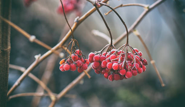 istock Red plants are covered by frost 899641168