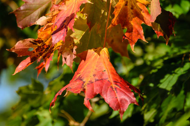 istock mapple tree leaves in autumn against dark background 899644962