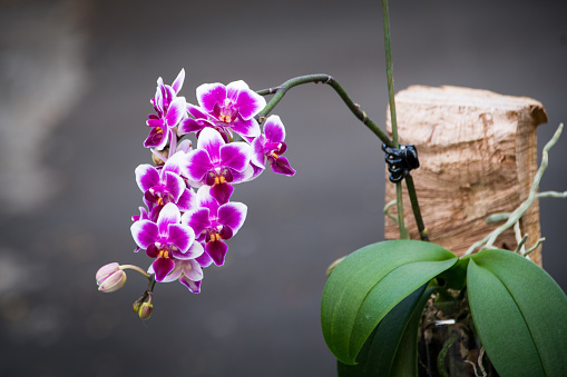Dark pink and white mini phalaenopsis orchid