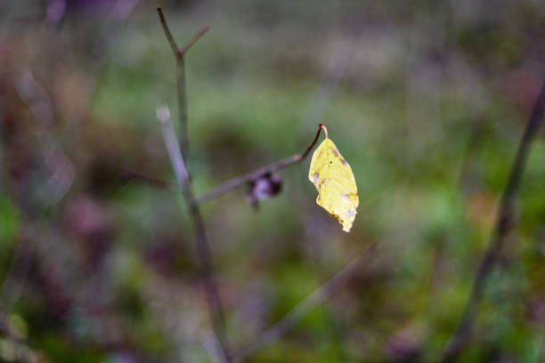 birch tree leaves and branches against dark background in warm day. countryside