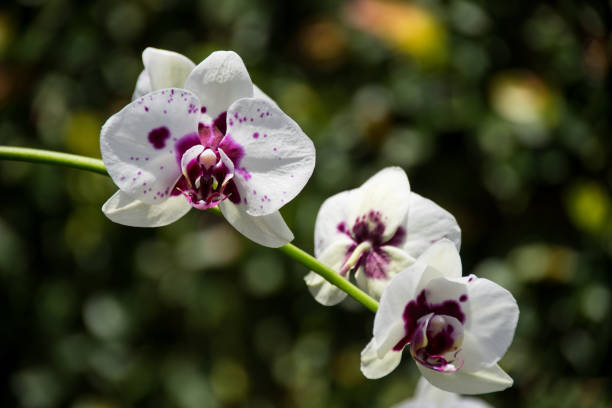 istock Purple spotted phalaenopsis Orchid 899646430
