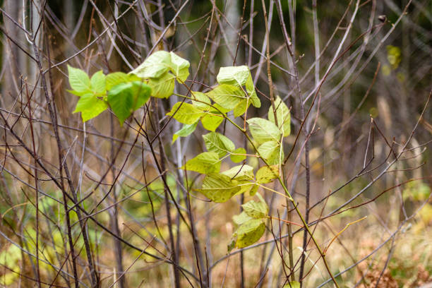 birch tree leaves and branches against dark background in warm day. countryside