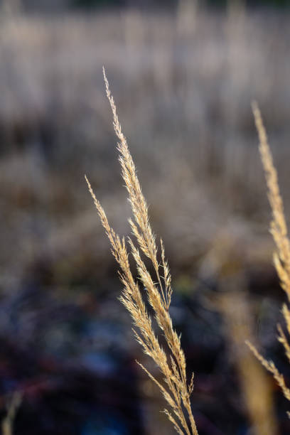 istock autumn grass bents against dark background 899649790