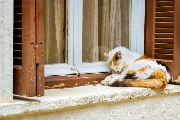 Disheveled home white-red cat lying on the windowsill with wooden shutters. Pet animal in resort Greek port-city Rethymno, Crete, Greece
