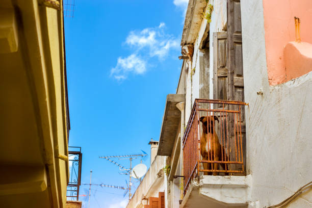 istock Redhead dog is on balcony. Rethymno, Crete, Greece 899649978