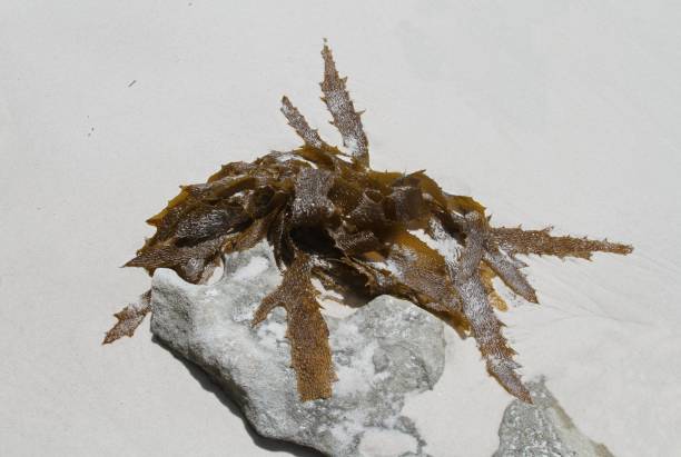 Dark green seaweed on white sand background