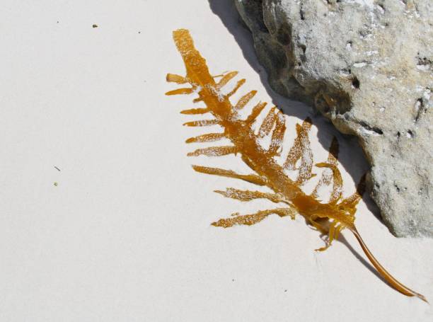 Orange seaweed on white sand background