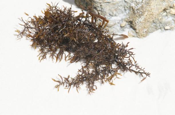 Dark green seaweed on white sand background
