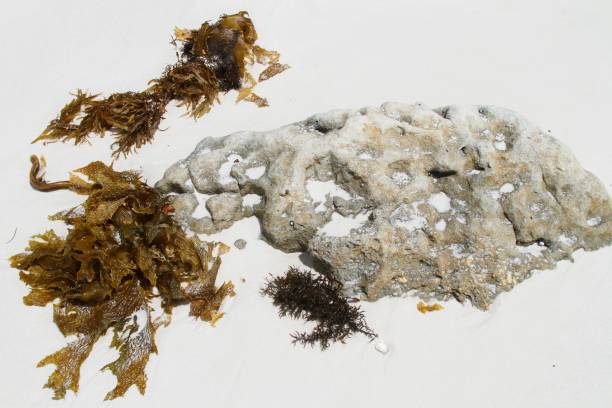 istock Dark green seaweed on white sand background 899652366