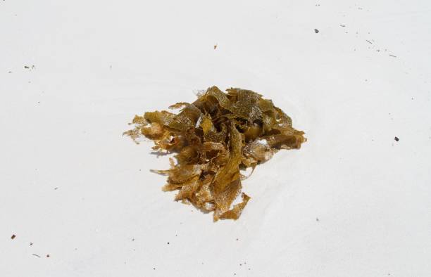 Green seaweed on white sand beach background