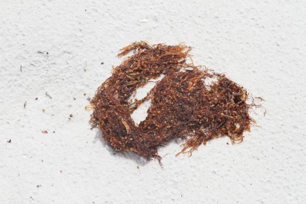 Orange seaweed on white sand background