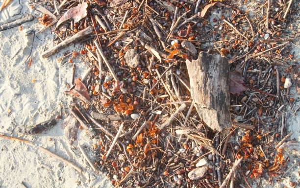 istock driftwood and seaweed on white sandy beach 899652508
