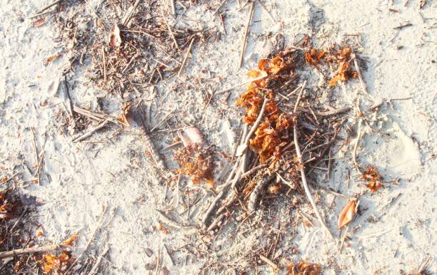driftwood and seaweed on white sandy beach