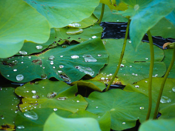 istock Lotus in Summer Japan 899652616
