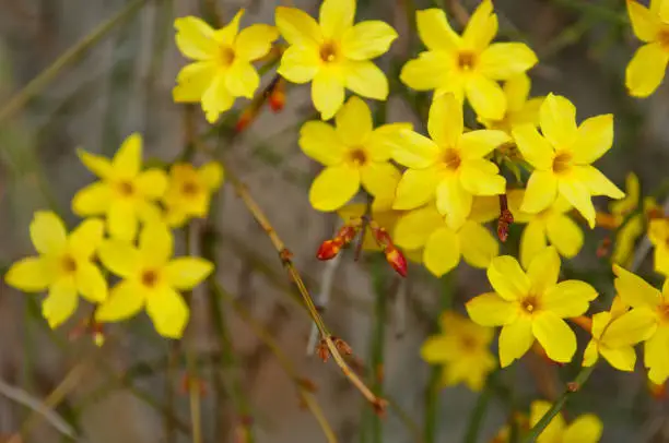 Winter jasmine or Jasminum nudiflorum deciduous shrub blooming with yellow flowers in early spring