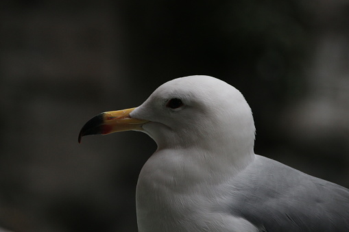 Close-Up Sea Gull