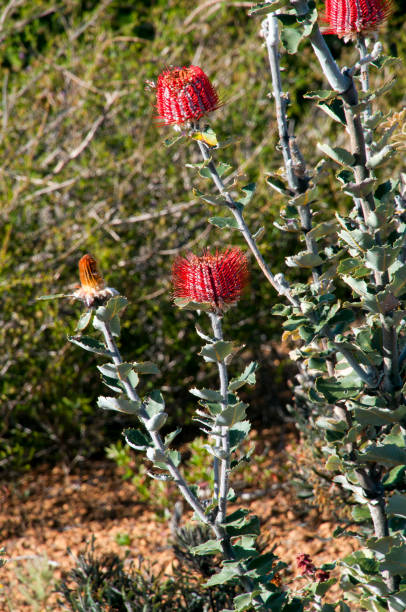 istock Australian native Banksia coccinea bush in flower 899655034