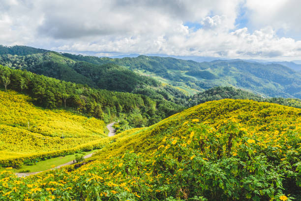istock Thung Bua Tong Forest Park Doi Mae U-Kho 899657476