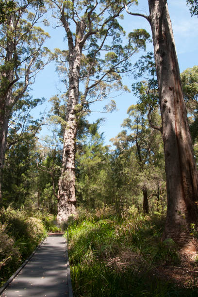 View of walk through the ancient red tingle forest