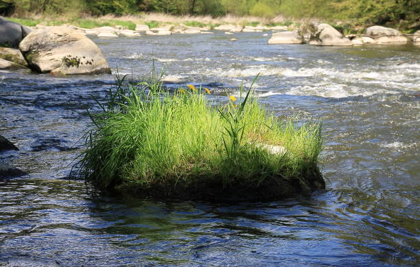istock Stone with grass flower in river 899658578