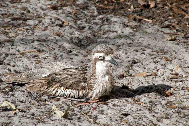 stein-brachvogel eine native bodenwohnung vögel nisten busch - stone curlew stock-fotos und bilder