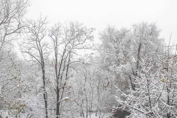 istock First snow. Snow flakes in the air. White branches on the trees. Winter. 899661452