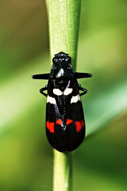 istock Close up black insect with red and white stripes on green grass (vertical) 899666004