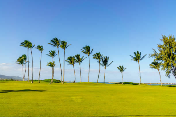 istock Maui palm trees at seashore 899666012