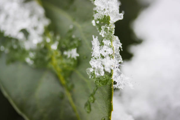 istock snow crystals close up on plants 899666326