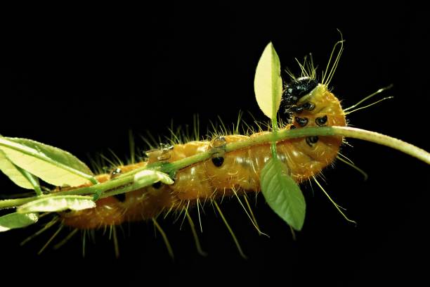 istock Close up caterpillar eating leaf on branch (black background) 899667178