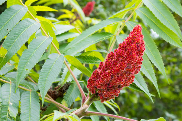 Sumac Sumac tree in bloom. sumac stock pictures, royalty-free photos & images