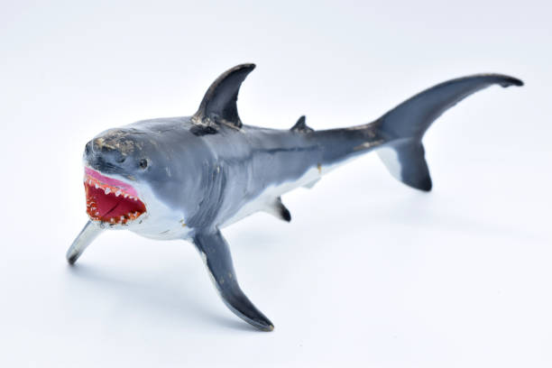 istock Great White Shark Toy on White Background 899669906