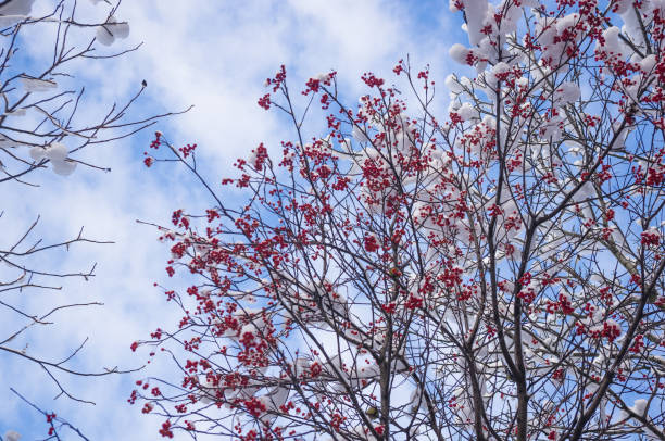 istock Rowan tree with red berries in the snow 899670508